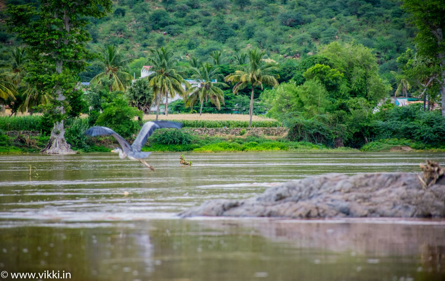 vikki.in_hogenakkal_9