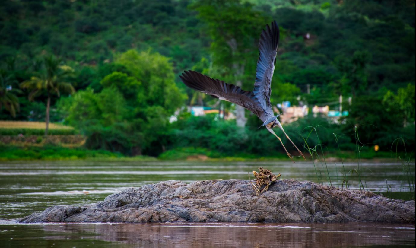 vikki.in_hogenakkal_birds-1